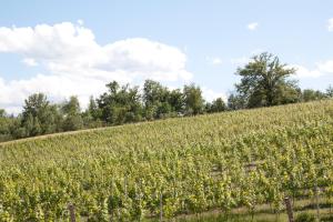 Palazzo Tronconi agriturismo