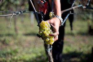 Palazzo Tronconi agriturismo