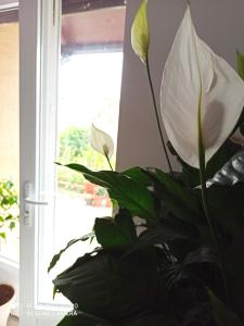 Appartements Villa Raphael : photos des chambres