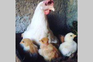 Maisons de vacances Le Gite - La Ferme du Pouget : photos des chambres