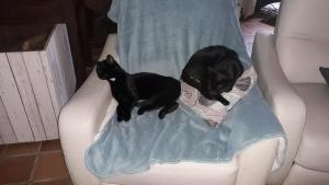 B&B / Chambres d'hotes B&B Buddleja : photos des chambres