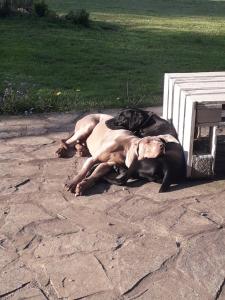 B&B / Chambres d'hotes B&B Buddleja : photos des chambres