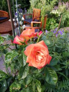 Bed and Breakfast Opus 209