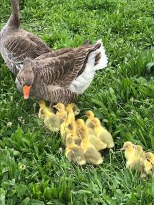 Agroturystyka na Górce