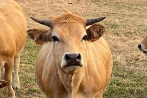 Maisons de vacances Fontanies en Aubrac : photos des chambres