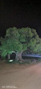 Azienda Multifunzionale S'Ozastro img43