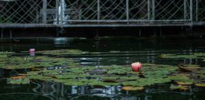 Pollushof Panzió és Étterem
