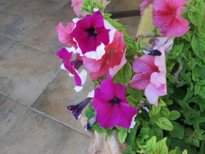 L’ Angolo degli Ortaggi img19