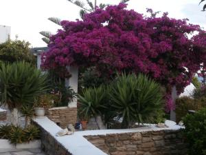 GALINI - BUNGALOWS -KIONIA Tinos Greece