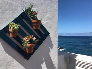 Pura Vida Casa del Mar