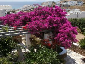 GALINI - BUNGALOWS -KIONIA Tinos Greece