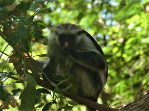 Kizimkazi Mkunguni, Zanzibar, Tanzania, Africa.