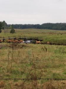 LEŚNA OSADA