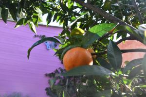 Sa Mariposa img14