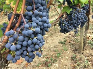 Chateau Haut-Sarpe photo 12