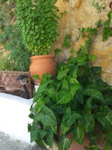 Alexandra`s House