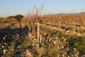 B&B / Chambres d'hotes Terre de Bacchus : photos des chambres