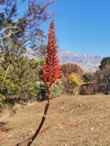 Swallowfield Cottage