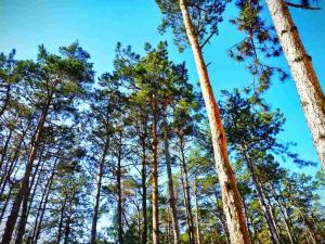 Cottage in Sosnovom Boru