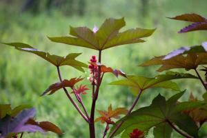 Rustykalny Apartament