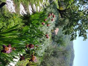 Pietrantica - Affittacamere con giardino NUOVA APERTURA a Trebiano -CITR