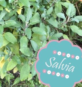 Villetta "Il Grillo"