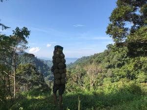 Abe tree house