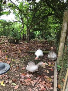 Finca VillaDiana- Montenegro Pueblotapao