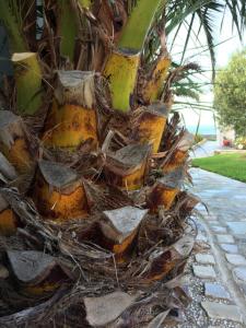 Maisons de vacances Olive et Pomme : photos des chambres