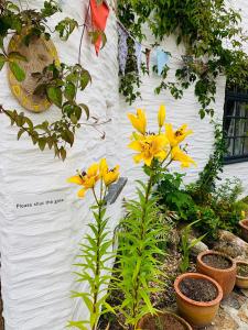 Truly Paradise Cottage