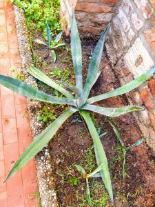 Ca’Tronconi ai Frari