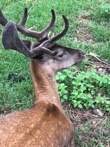 Nieuw vebouwd Vakantie Boshuisje Meibloempje