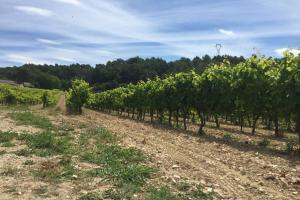 Maisons de vacances Cabanon de charme en plein coeur des vignes : photos des chambres