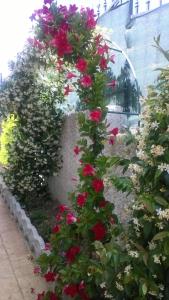 Bed and Breakfast Angolo Fiorito