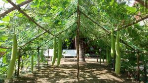 Coconut Homestay Mỏ Cày Nam Bến Tre