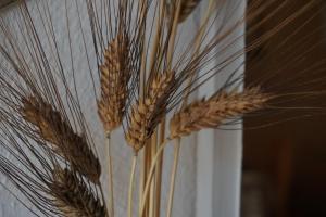 Los Trigos, Casa Rural