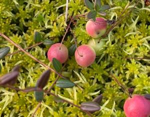Wilderness and Calmness in Lapland