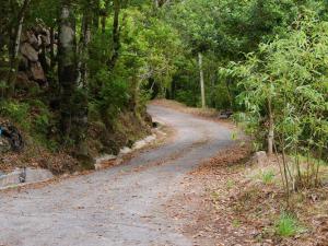 Casinhas da Laurissilva