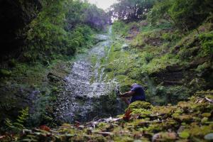 Casinhas da Laurissilva