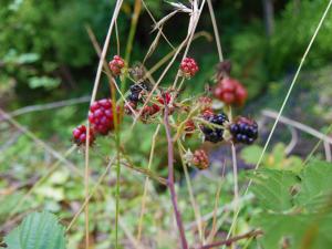 Casinhas da Laurissilva