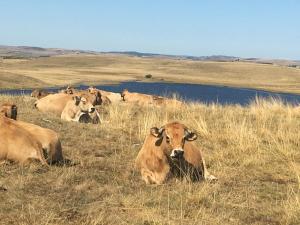 Maisons de vacances Gite aux Portes d'Aubrac : photos des chambres