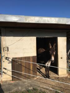 Maisons de vacances JARDIN DE CAMPAGNE : photos des chambres