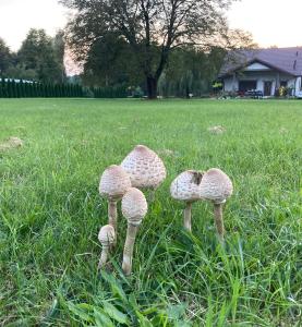 Zbereze 18 "Na Lipę"