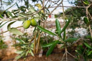Masseria Mezza Ruota