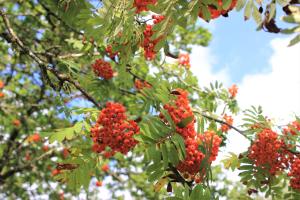 Charmig hallandslänga nära Ullared