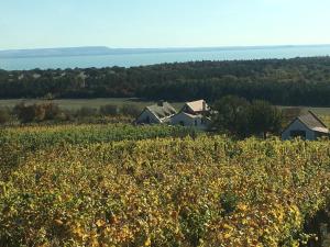Holiday Home in Dörgicse Vineyard