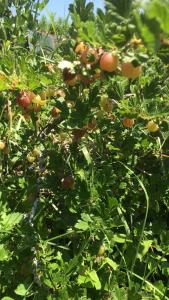 Bio Fattoria Cà dPignat