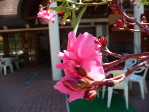 Oleander B&B