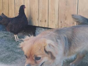 Kwatera u Somsiada -Apartament