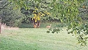 pensiunea Bella Predelut